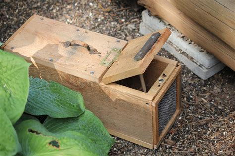 How to trap chipmunks. Things To Know About How to trap chipmunks. 